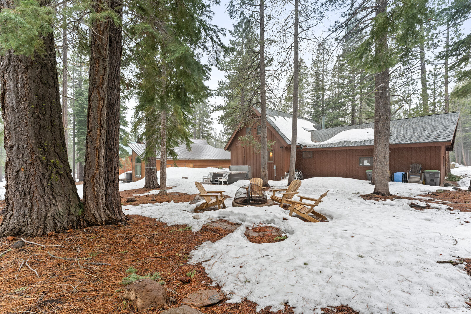 Towering pines around the property